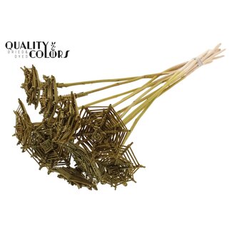 QC Toile d'araignée en rotin Lata sur tige | Couleur : Vert olive | Toile d'araignée Lata plate Piquet décoratif | Longueur ± 50 centimètres | 10 piquets décoratifs par bouquet