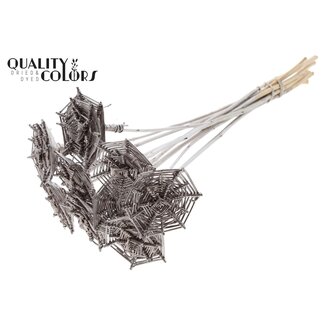 QC Rattan Lata Spinnennetz auf Stab | Farbe: Champagnerfarben | Lata Spinnennetz flacher Stecker | Länge ± 50 Zentimeter | 10 Stecker pro Bund