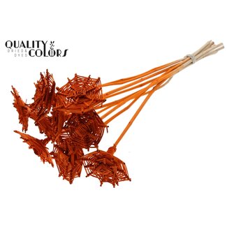 QC Rattan Lata Spiderweb on Stick | Colour: Orange | Lata Spiderweb Flat Plant Stake | Length ± 50 centimetres | 10 plant stakes per bunch