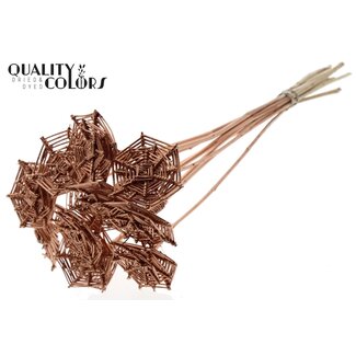 QC Rattan Lata Spiderweb on stick | Colour: Copper-coloured | Lata Spiderweb flat Plant Stake | Length ± 50 centimetres | 10 plant stakes per bunch