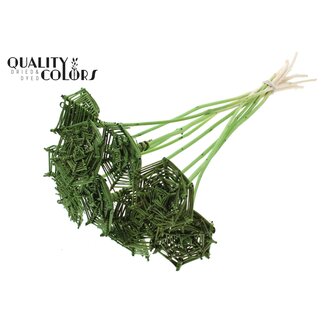 QC Rattan Lata Spiderweb on Stick | Colour: Light Green | Lata Spiderweb Flat Plant Stake | Length ± 50 centimetres | 10 plant stakes per bunch