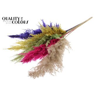 QC Getrocknete Pampasgraswedel „Bunt 2“ | Farbe: Gemischte Farben | Pampas Trockenblumen | Länge ± 100 Zentimeter | 5 Wedel pro Bund | Pro Bund