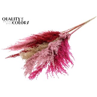 QC Getrocknete Pampasgraswedel „Lady Mix“ | Farbe: Gemischte Farben | Pampas Trockenblumen | Länge ± 100 Zentimeter | 5 Wedel pro Bund | Pro Bund