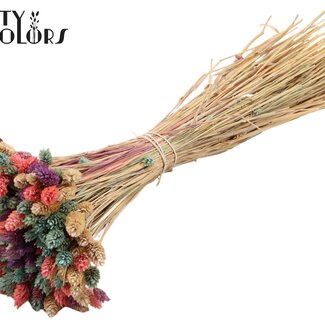 QC Phalaris Séchée Mini | Couleur : Couleurs Mixtes | Herbe de Canarie Fleurs Séchées | Longueur ± 45 centimètres | Poids 150 grammes | Par bouquet