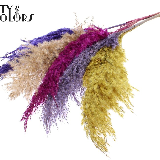 Plumes de Pampas Séchées “Coloré 11” | Couleur : Couleurs Mélangées | Fleurs Séchées de Pampas | Longueur ± 100 centimètres | 5 plumes par bouquet | Par bouquet