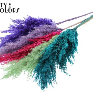 QC Dried Pampas Plumes “Colourful 7” | Colour: Mixed Colours | Pampas Dried Flowers | Length ± 100 centimetres | 5 plumes per bunch | Per bunch