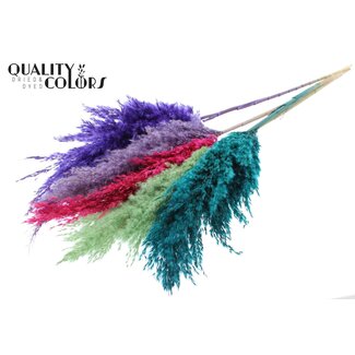 QC Getrocknete Pampasgraswedel „Bunt 7“ | Farbe: Gemischte Farben | Pampas Trockenblumen | Länge ± 100 Zentimeter | 5 Wedel pro Bund | Pro Bund