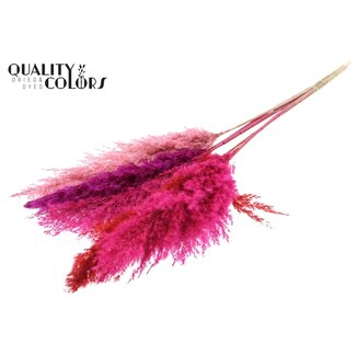 QC Gedroogde Pampas Pluimen “Love Mix” | Kleur: Gemengde Kleuren | Pampas Droogbloemen | Lengte ± 100 centimeter | 5 pluimen per bos | Per bos