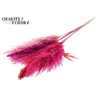 QC Plumes de Pampas Séchées “Love Mix” | Couleur : Couleurs Mixtes | Fleurs Séchées Pampas | Longueur ± 100 centimètres | 5 plumes par bouquet | Par bouquet