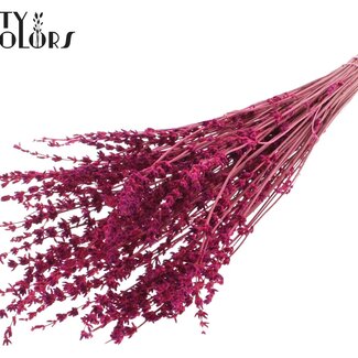 QC Gedroogde Lavendel | Kleur: Kerskleurig | Lavendel Droogbloemen | Lengte ± 50 centimeter | Per bos
