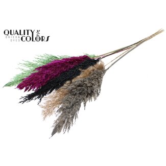 QC Dried Pampas Plumes “Colourful 8” | Colour: Mixed Colours | Pampas Dried Flowers | Length ± 100 centimetres | 5 plumes per bunch | Per bunch