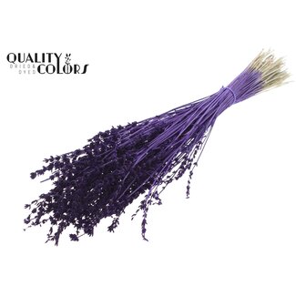 QC Dried Lavender | Colour: Purple | Lavender Dried Flowers | Length ± 50 centimetres | Per bunch