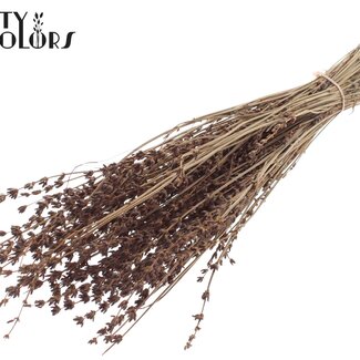 QC Lavande Séchée | Couleur : Marron | Fleurs Séchées de Lavande | Longueur ± 50 centimètres | Par bouquet
