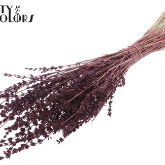 QC Gedroogde Lavendel | Kleur: Bordeauxrood | Lavendel Droogbloemen | Lengte ± 50 centimeter | Per bos