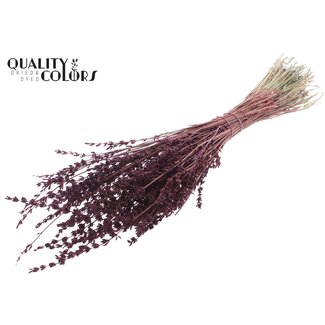 QC Gedroogde Lavendel | Kleur: Bordeauxrood | Lavendel Droogbloemen | Lengte ± 50 centimeter | Per bos