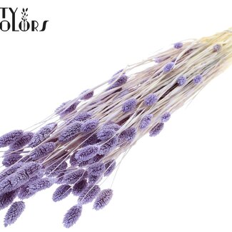 QC Gedroogde Gebleekte Phalaris | Kleur: Milkapaars | Kanariegras Droogbloemen | Lengte ± 70 centimeter | Gewicht 220 gram | Per bos