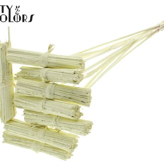 QC Kore Bouquet on Stick | Colour: Cream-coloured | Kore Insert Stick | Insert Stick Length ± 50 centimetres | 10 insert sticks per bunch