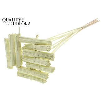 QC Kore Bouquet sur tige | Couleur : Crème | Kore Pique-fleurs | Longueur du pique-fleurs ± 50 centimètres | 10 piques-fleurs par bouquet