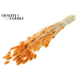 QC Getrocknete Gebleichte Phalaris | Farbe: Lachsfarben | Kanariengras Trockenblumen | Länge ± 70 Zentimeter | Gewicht 220 Gramm | Pro Bund