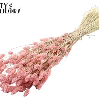 QC Phalaris Blanchie Séchée | Couleur : Rose Givré | Herbe des Canaries Fleurs Séchées | Longueur ± 60 centimètres | Poids 220 grammes | Par bouquet