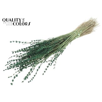 QC Gedroogde Lavendel | Kleur: Groen | Lavendel Droogbloemen | Lengte ± 50 centimeter | Per bos