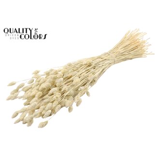 QC Getrocknete gebleichte Phalaris | Farbe: Frosted Weiß | Kanariengras Trockenblumen | Länge ± 70 Zentimeter | Gewicht 220 Gramm | Pro Bund
