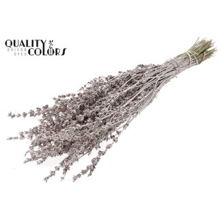 QC Getrockneter Lavendel | Farbe: Metallic Champagnerfarben | Lavendel Trockenblumen | Länge ± 50 Zentimeter | Pro Bund