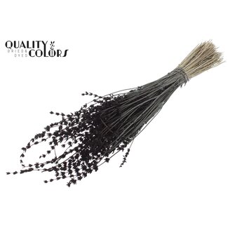 QC Gedroogde Lavendel | Kleur: Zwart | Lavendel Droogbloemen | Lengte ± 50 centimeter | Per bos