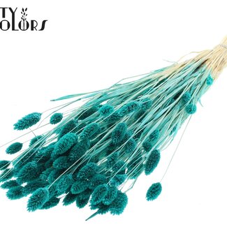 QC Dried Bleached Phalaris | Colour: Turquoise | Canary Grass Dried Flowers | Length ± 70 centimetres | Weight 220 grams | Per bunch