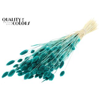 QC Dried Bleached Phalaris | Colour: Turquoise | Canary Grass Dried Flowers | Length ± 70 centimetres | Weight 220 grams | Per bunch