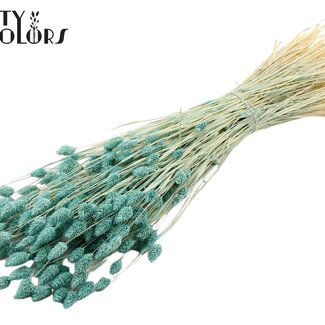 QC Gedroogde Gebleekte Phalaris | Kleur: Frosted Lichtblauw | Kanariegras Droogbloemen | Lengte ± 70 centimeter | Gewicht 220 gram | Per bos