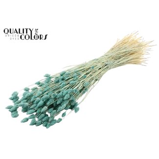 QC Dried Bleached Phalaris | Colour: Frosted Light Blue | Canary Grass Dried Flowers | Length ± 70 centimetres | Weight 220 grams | Per bunch
