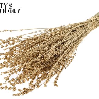 QC Lavande Séchée | Couleur : Métallique Doré Antique | Fleurs Séchées de Lavande | Longueur ± 50 centimètres | Par bouquet