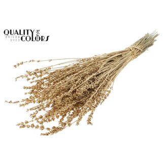 QC Dried Lavender | Colour: Metallic Antique Gold | Lavender Dried Flowers | Length ± 50 centimetres | Per bunch