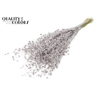 QC Gedroogd Lino Vlas | Kleur: Champagnekleurig | Linum Droogbloemen | Lengte ± 50 centimeter | Gewicht 150 gram | Per bos