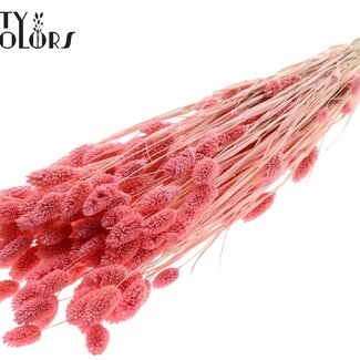 QC Getrocknete gebleichte Phalaris | Farbe: Rosa | Kanariengras Trockenblumen | Länge ± 70 Zentimeter | Gewicht 220 Gramm | Pro Bund