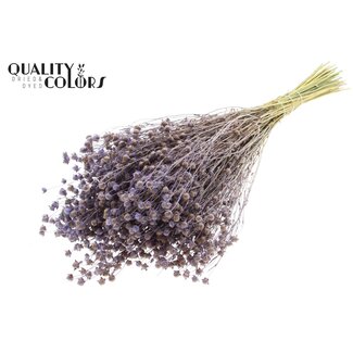 QC Gedroogd Lino Vlas | Kleur: Frosted Milkapaars | Linum Droogbloemen | Lengte ± 50 centimeter | Gewicht 150 gram | Per bos