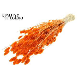 QC Gedroogde Gebleekte Phalaris | Kleur: Oranje | Kanariegras Droogbloemen | Lengte ± 70 centimeter | Gewicht 220 gram | Per bos
