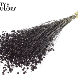 QC Getrockneter Leinenflachs | Farbe: Schwarz | Linum Trockenblumen | Länge ± 50 Zentimeter | Gewicht 150 Gramm | Pro Bund