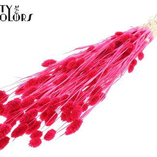 QC Gedroogde Gebleekte Phalaris | Kleur: Kerskleurig | Kanariegras Droogbloemen | Lengte ± 70 centimeter | Gewicht 220 gram | Per bos