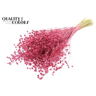 QC Gedroogd Lino Vlas | Kleur: Kerskleurig | Linum Droogbloemen | Lengte ± 50 centimeter | Gewicht 150 gram | Per bos