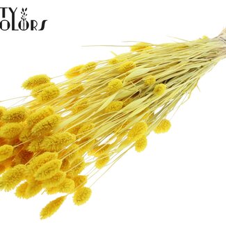 QC Getrocknete gebleichte Phalaris | Farbe: Gelb | Kanariengras Trockenblumen | Länge ± 70 Zentimeter | Gewicht 220 Gramm | Pro Bund