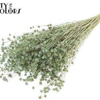 QC Getrockneter Lino Flachs | Farbe: Frosted Mintgrün | Linum Trockenblumen | Länge ± 50 Zentimeter | Gewicht 150 Gramm | Pro Bund