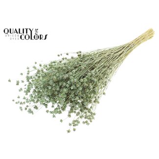 QC Getrockneter Lino Flachs | Farbe: Frosted Mintgrün | Linum Trockenblumen | Länge ± 50 Zentimeter | Gewicht 150 Gramm | Pro Bund