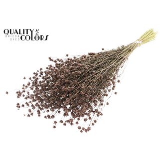 QC Gedroogd Lino Vlas | Kleur: Bruin | Linum Droogbloemen | Lengte ± 50 centimeter | Gewicht 150 gram | Per bos