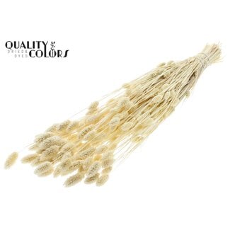 QC Dried Bleached Phalaris | Colour: Natural | Canary Grass Dried Flowers | Length ± 70 centimetres | Weight 220 grams | Per bunch