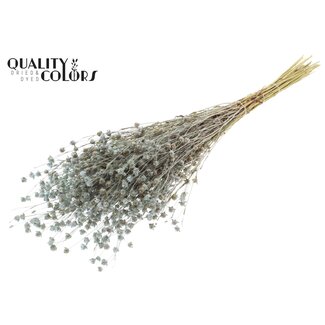 QC Gedroogd Lino Vlas | Kleur: Frosted Lichtblauw | Linum Droogbloemen | Lengte ± 50 centimeter | Gewicht 150 gram | Per bos