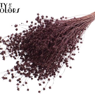 QC Gedroogd Lino Vlas | Kleur: Bordeauxrood | Linum Droogbloemen | Lengte ± 50 centimeter | Gewicht 150 gram | Per bos