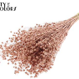 QC Gedroogd Lino Vlas | Kleur: Koperkleurig | Linum Droogbloemen | Lengte ± 50 centimeter | Gewicht 150 gram | Per bos