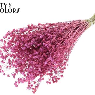 QC Gedroogd Lino Vlas | Kleur: Frosted Kerskleurig | Linum Droogbloemen | Lengte ± 50 centimeter | Gewicht 150 gram | Per bos
